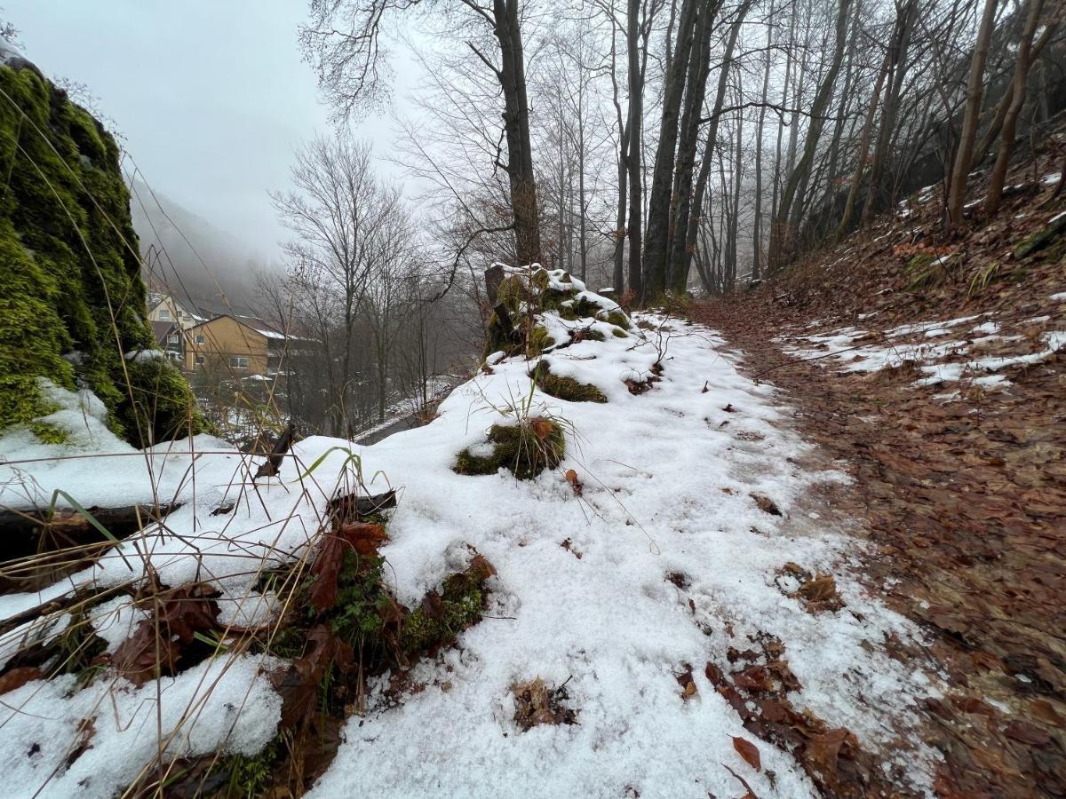 Vor Lauter Baeumen B&B Zorge Exteriör bild